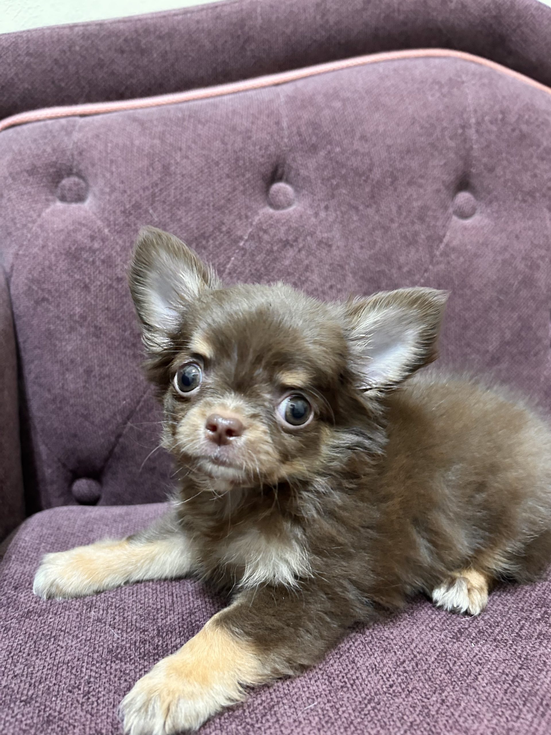 チワワ チワワ 5/20生♀ ￥308,000（税込） – アビーロード店舗取扱仔犬