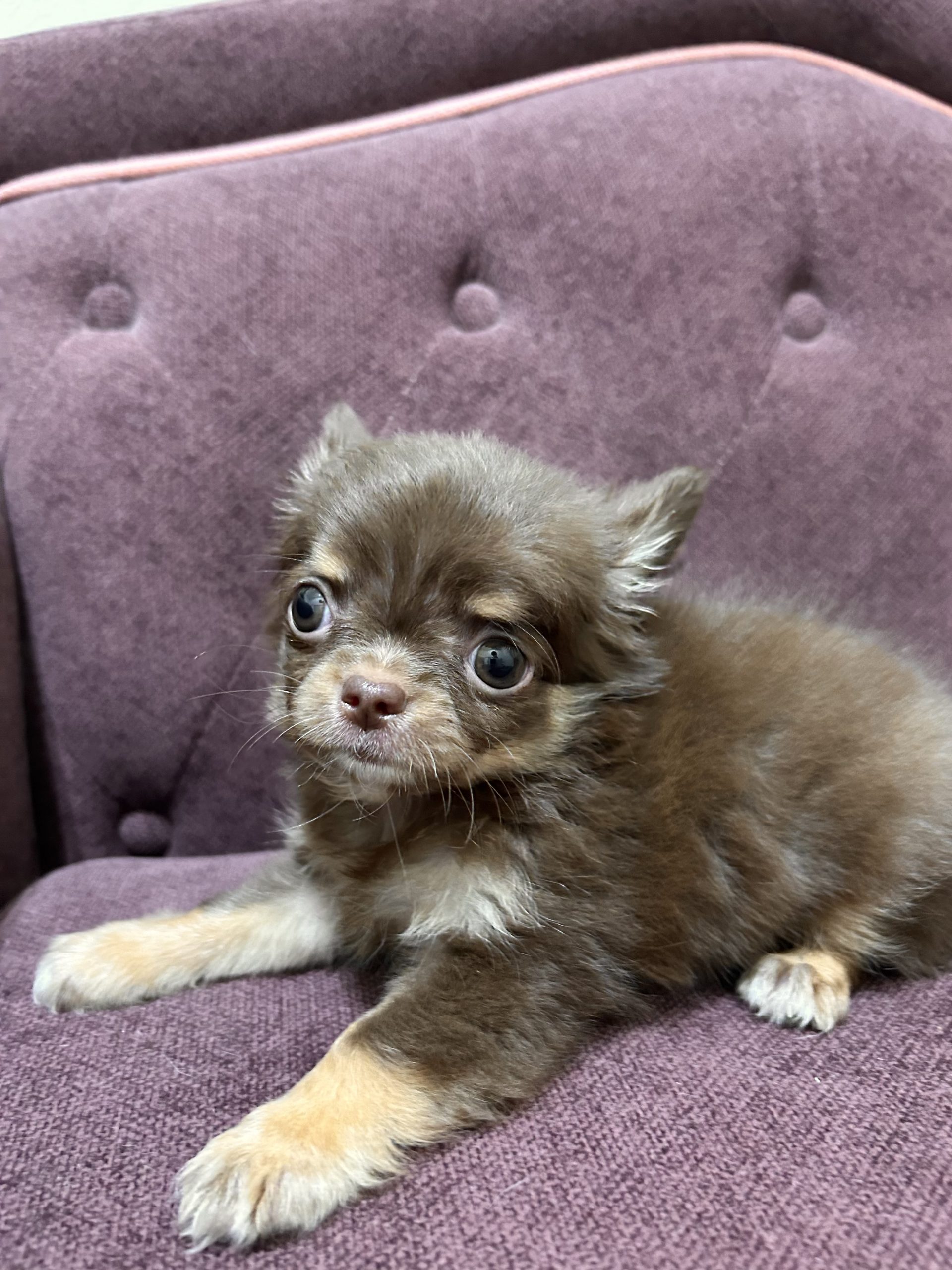 チワワ チワワ 5/20生♀ ￥308,000（税込） – アビーロード店舗取扱仔犬