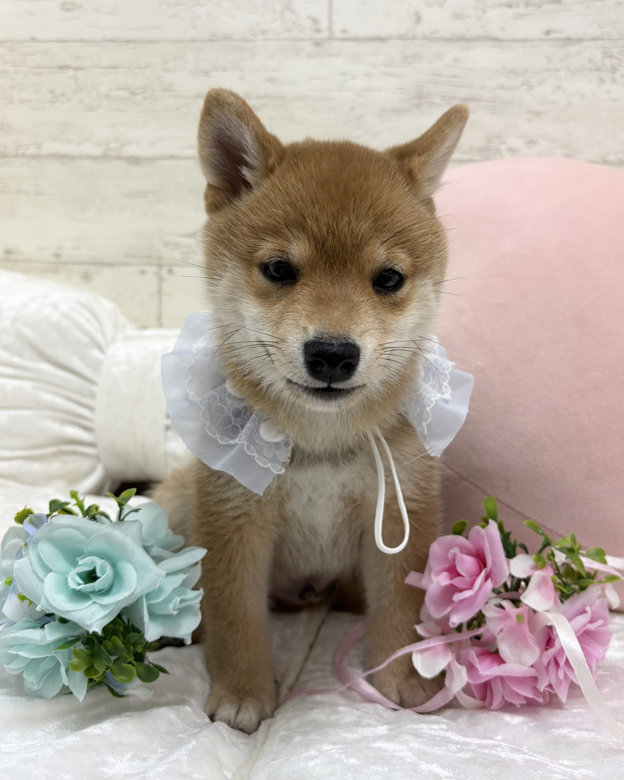 とろろ犬　エメラルド 柴犬(豆) 7/20生 ♂ ￥283,800(税込) – アビーロード店舗取扱